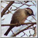 Passer domesticus - Haussperling 03.jpg